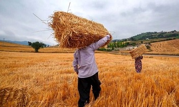 خرید بیش از پنج هزار تُن گندم تضمینی از کشاورزان سمیرمی