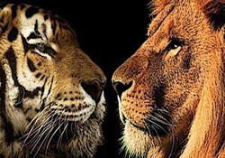 حمله کرگدن به یک خودرو در باغ وحش + فیلم