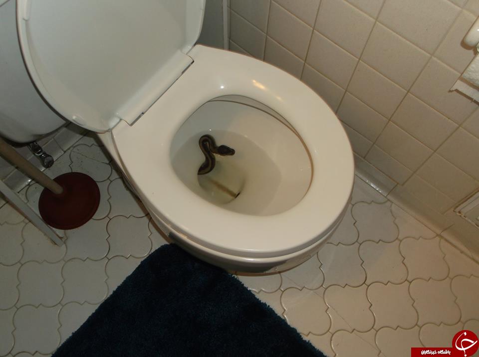 مار پیتونی که صاحبخانه را در توالت غافلگیر کرد + تصاویر