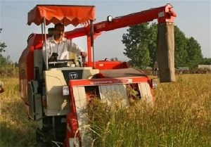برداشت مکانیزه برنج در شالیزار‌های رودسر