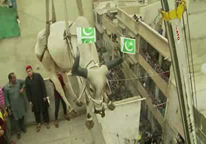 رسم عجیب مردم پاکستان برای عید قربان + فیلم