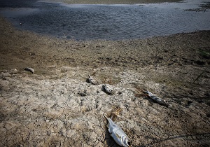 مرگ آبزیان با آب شور خرمشهر و آبادان/چشم‌های ماهی ها کور شده