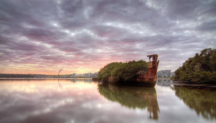 جنگلی که سال‌هاست روی خلیج سیدنی شناور است+تصاویر