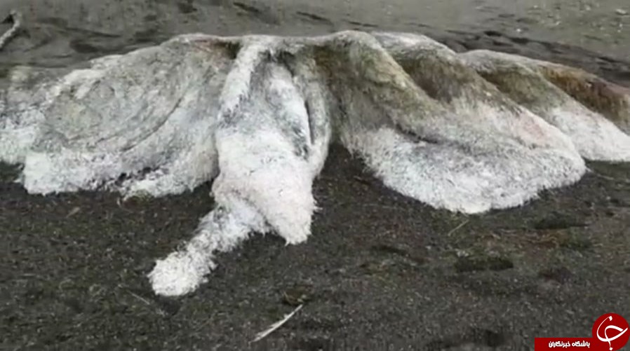 کشف لاشه یک موجود اسرارآمیز و عظیم‌الجثه در سواحل روسیه+ تصاویر