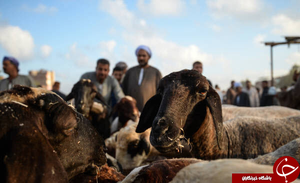 بازار داغ فروش دام در آستانه عید قربان در مصر+عکس