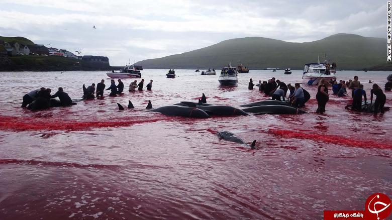 رنگین شدن دریای اسکاتلند به خون نهنگ‌های شکارشده