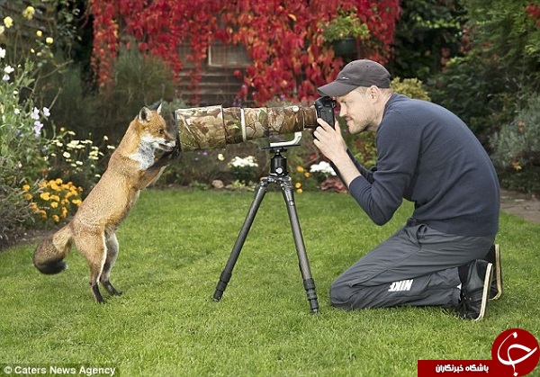 روباهی که عکاسی می‌کند +تصاویر