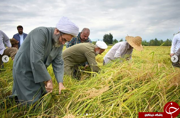 امام جمعه رشت برای کمک به کشاورزان آستین بالا زد+ تصاویر