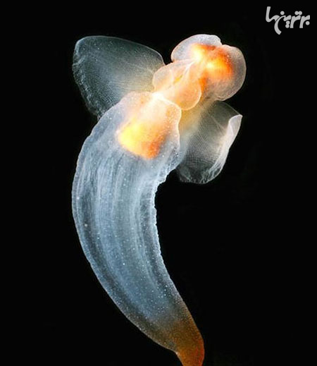 موجودات عجیب دریایی که گویا از سیاره ای دیگر به زمین آمده‌اند!+تصاویر