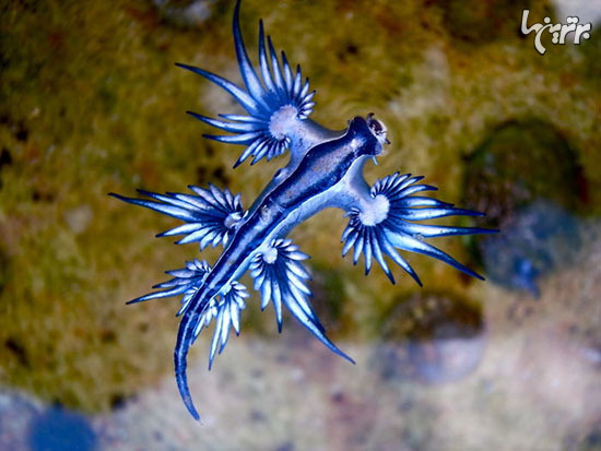 موجودات عجیب دریایی که گویا از سیاره ای دیگر به زمین آمده‌اند!+تصاویر