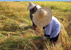 برداشت مکانیزه برنج در ۹۵ درصد از شالیزار‌های بهشهر