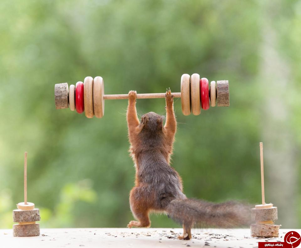 ورزش کردن جالب یک سنجاب! + تصاویر//