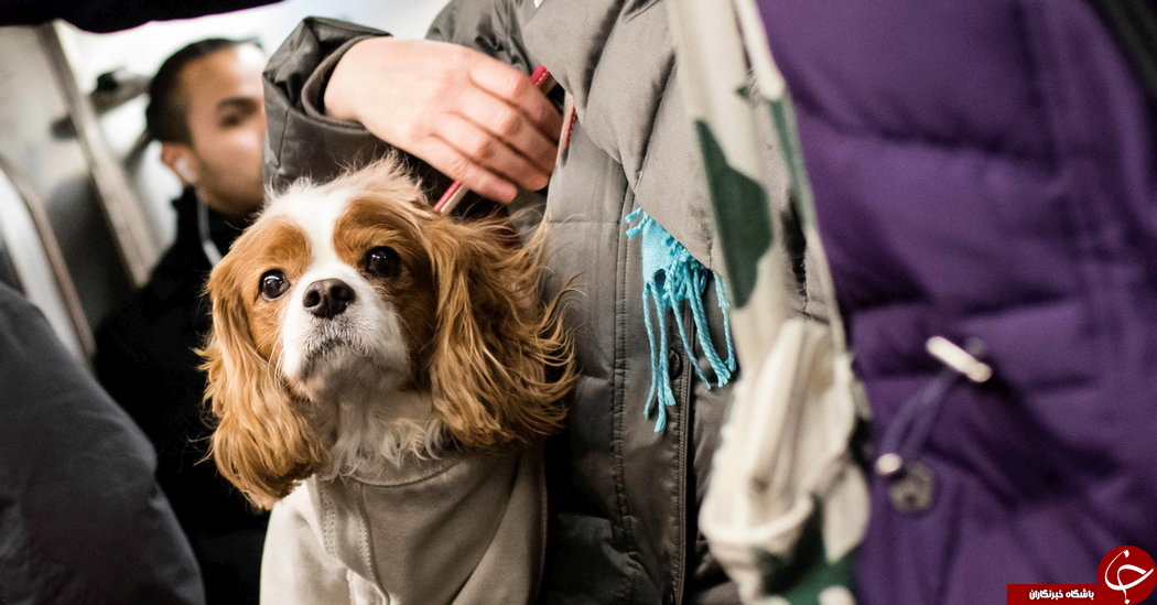 ممنوعیت ورود سگ به مترو/قانونی که در آمریکا دور زده شد+ تصاویر