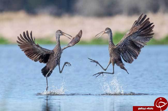 عکس منتخب نشنال جئوگرافیک از رقص پرندگان روی آب