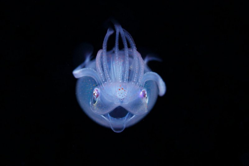 موجودات شگفت انگیز اعماق اقیانوس