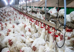 ارسال بخشی از مرغ تولیدی قزوین به دیگر استان‌ها