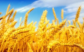 تاکنون حدود 638 هزار تن گندم از کشاورزان استان کرمانشاه خریداری شده است