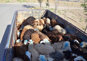 توقیف 238 راس گوسفند در کنگاور