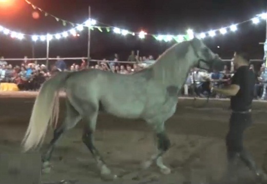 نمایش  ۸۰ اسب زیبا از ۶ استان در غرق آبادساوه