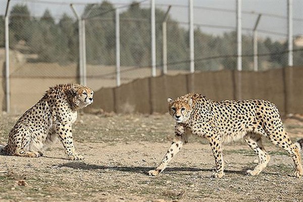 تنها یوزپلنگ نر ایرانی دنیا در اسارت
