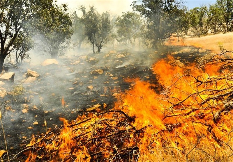 آتش به جان جنگل های شیمبار افتاد/ تمامی نیروها درحال اطفای آتش سوزی هستند