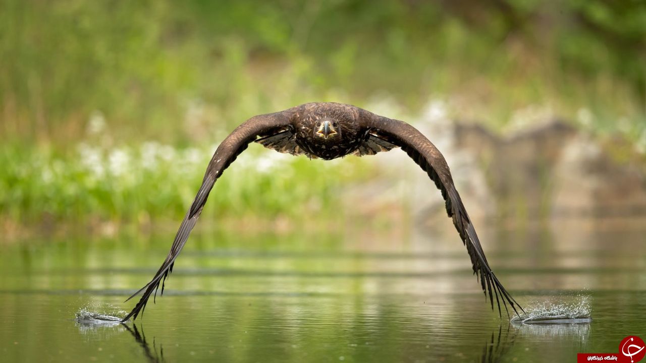 عکس روز نشنال جئوگرافیک از عقاب در ارتفاع پست