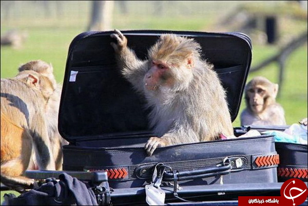 دزدی خنده‌ دار میمون‌ها از اتومبیل بی سرنشین+ تصاویر
