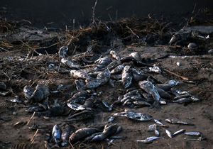 مرگ گروهی ماهیان خزری تکذیب شد