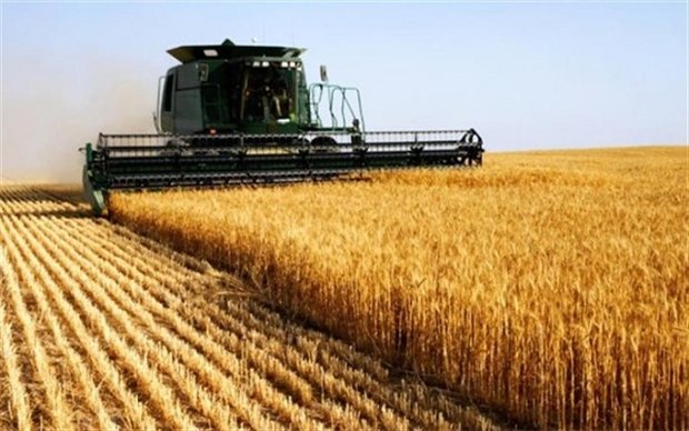 افزایش ۳ برابری میزان خرید گندم در آذربایجان شرقی