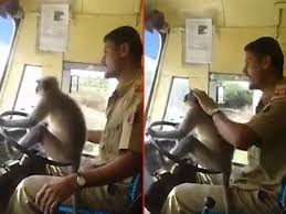 راندن اتوبوس توسط میمون در هندوستان! + فیلم//