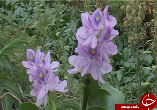 سنبل آبی، مهمان ناخوانده تالاب های شمال کشور