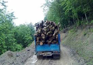 توقیف خودروی حامل چوب جنگلی قاچاق در تنکابن