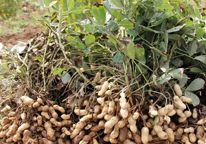 1250 هکتار از اراضی پارس‌آباد به کشت بادام زمینی اختصاص یافت