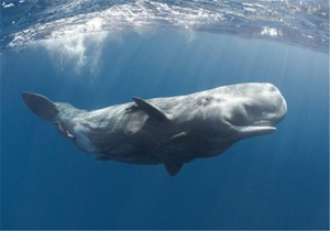 پدیدار شدن یک نهنگ هفت متری در نزدیکی ساحل گردشگری تایلند + فیلم