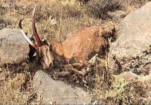 کشف لاشه کل وحشی در حاجی آباد/یک نفر دستگیر شد