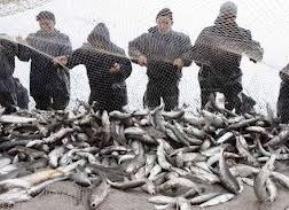 صید بیش از ۷۰ تن ماهی استخوانی از دریای خزر