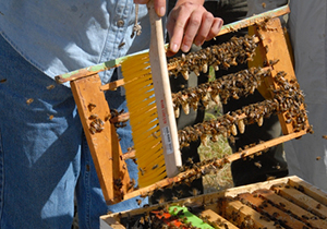 پیش بینی تولید ۳۰۰ تن عسل پاییزه در خنج