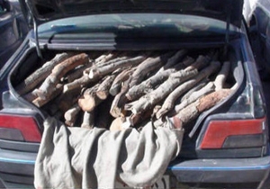 کشف چهار تن چوب جنگلی قاچاق در کیار