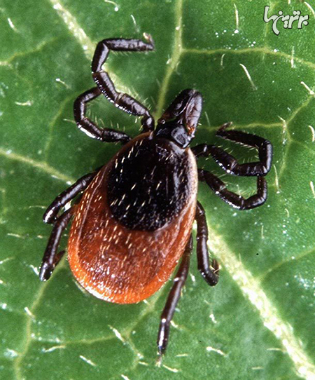 خطرناکترین حشرات دنیا که سلامتی شما را تهدید می کنند!+ تصاویر