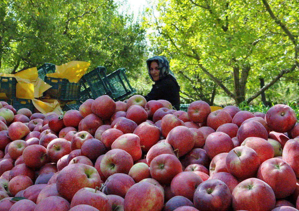تولید بیش از ۳۰ هزار تن سیب درختی در قوچان/ ارسال ۶۰ درصد محصولات سیب مرغوب قوچان به خارج از استان