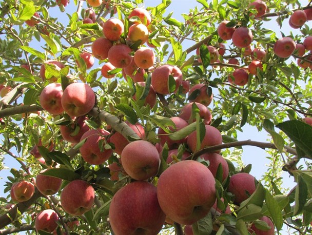 تولید بیش از ۳۰ هزار تن سیب درختی در قوچان/ ارسال ۶۰ درصد محصولات سیب مرغوب قوچان به خارج از استان