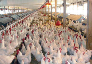 تولید روزانه ۳۵۵ هزار قطعه مرغ زنده در مازندران