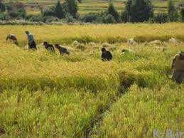 آغازبرداشت برنج در 3هزارشالیزار کهگیلویه و بویراحمد