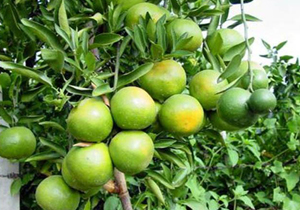 برداشت ۱۰ درصد نارنگی در مازندران