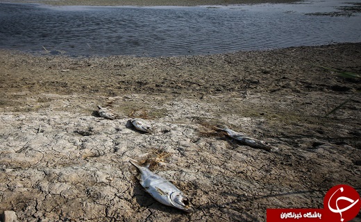 تکرار تراژدی غمگین تلف شدن ماهیان درآذربایجان غربی