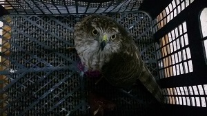 نجات یک بهله پرنده شکاری در رضوانشهر