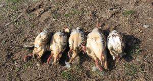 دستگیری دو شکارچی متخلف در هشترود