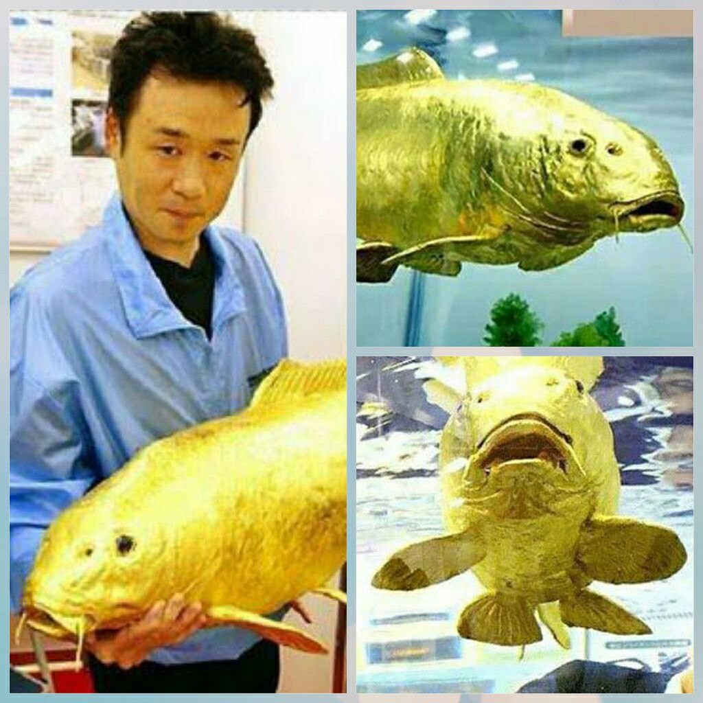 ماهی شگفت‌انگیز با بدنی از جنس طلای ۲۴ عیار+عکس