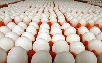 افزایش 45 درصدی تولید تخم‌مرغ در شهرضا