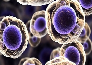 آیا سلول‌های مزانشیمی حاصل از تمایز سلول‌های بنیادی پرتوان در درمان بیماری‌های کبدی موثرند؟